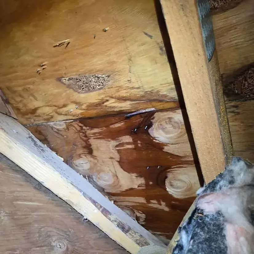 Water stains on attic roof sheathing and rafters under a leaking roof
